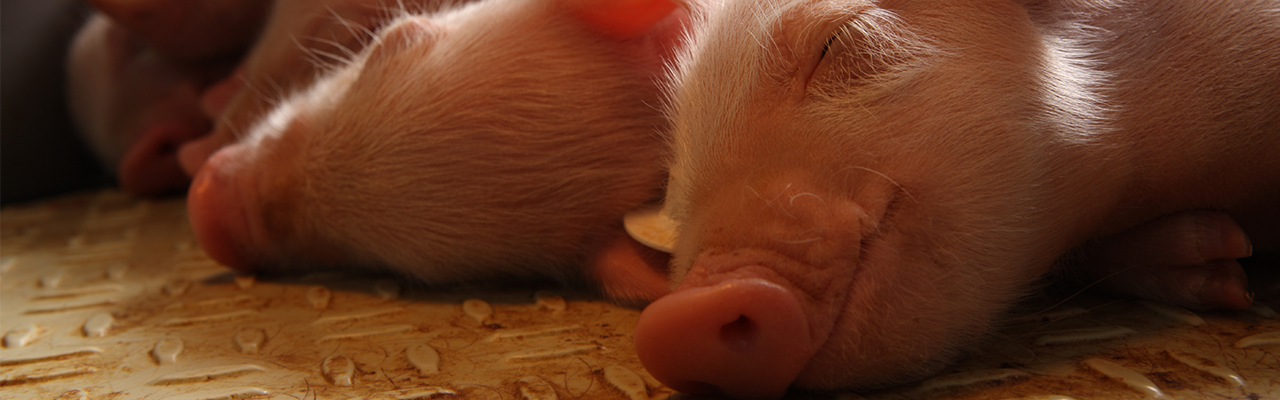 Schweinehaltung